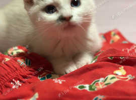 Ragboll x kitten
