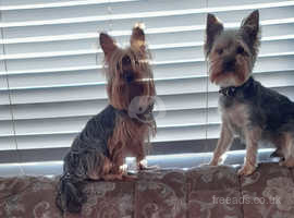 Dog for Adoption - Gucci, a Yorkshire Terrier Yorkie in North Sea