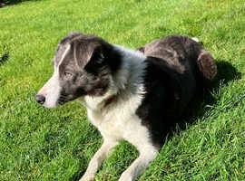 2 year old Collie