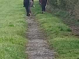 Lami suitable stables/ turn out