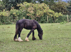 Colt for sale