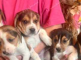 Full tri beagles ready soon