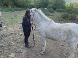 Welsh mounting pony sec a
