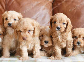 Stunning F1b Health Tested Cavapoo Puppies