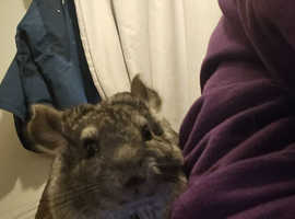 breeding pair of chinchillas cage available