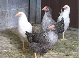 Point Of Lay Hens For Sale