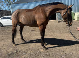 DORA 16.2h sport horse