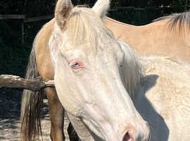 Cremello Quarter Horse
