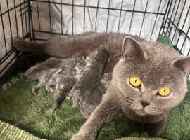 British shorthair kittens