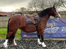 Welsh section C Mare for sale