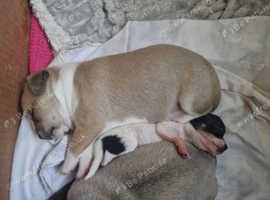Russian Toy dog mix