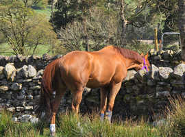 16.1hh ex Flat Super Hacker