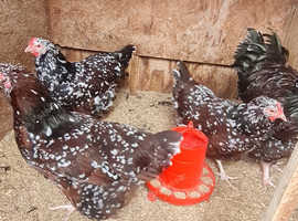 6 LF speckled Sussex eggs
