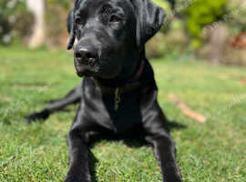 Drakeshead labradors best sale puppies for sale