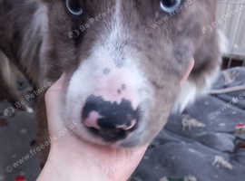 Merle border shop collie for sale