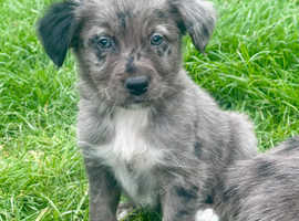 Extensively health tested puppies rare border collie x golden retriever
