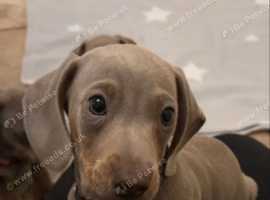 Miniature dachshunds