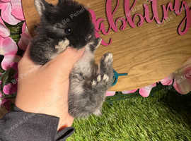 Netherland dwarf pedigree