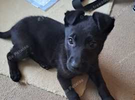 German Shepard x Labrador