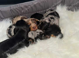 5 miniature dachshund puppies