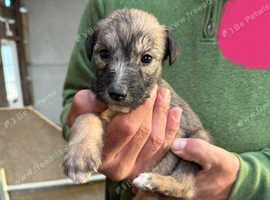 Lurcher wire/rough coated puppies for sale