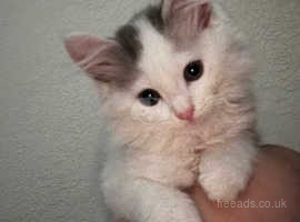Gorgeous fluffy kitten in Newport