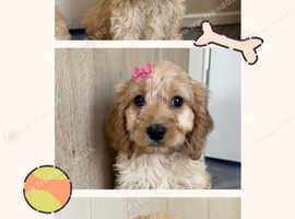 F1 Cockapoo puppies
