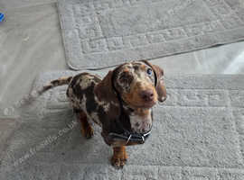 Female miniature dachshund