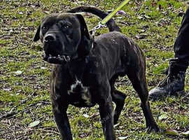BANDOG MASTIFF CHAPPO, Extasy bandog kennels!