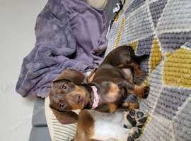 Mini chocolate dachshund puppy