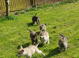 Rare Breed Pedgree and Registered Tamaskan female Tamaskan  puppy PRICE REDUCTION