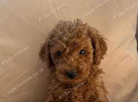 Toy Poodle Purebred 1x Female Red 2x Male Red