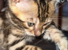 2 male Bengal kittens for sale