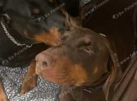 Doberman kennels best sale near me