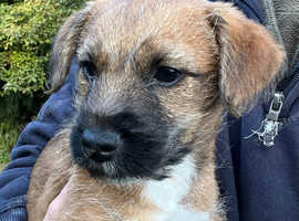 Border terrier x russle