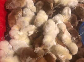 Chicks