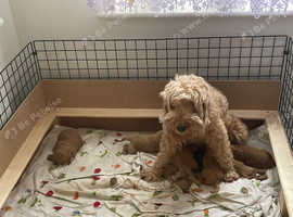 Beautiful cockapoo for loving families