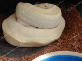 Albino Ball Python