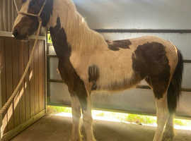 Cob x 10 month old filly