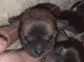 2 little girls for sale ready beginning may