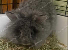 long-haired rabbit