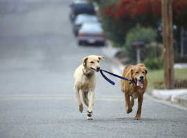 Dog walking