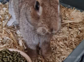 Beautiful And Friendly 9 month old Male Rabbit