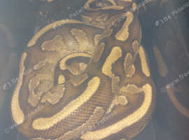 Boy Ball Python Mojave Proven Bleeder in Bristol BS13 on Freeads ...