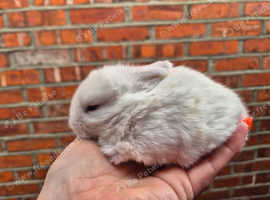 4 beautiful 2 weeks old mini lops