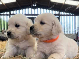 Beautiful golden retriever puppies