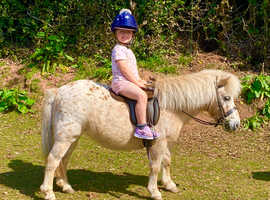 Willow - A Stunning Appaloosa.