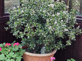 Jade/Money plant