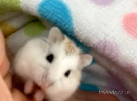 Roborovski dwarf boy hamster