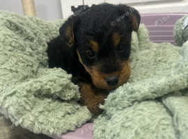 Welsh terrier puppies